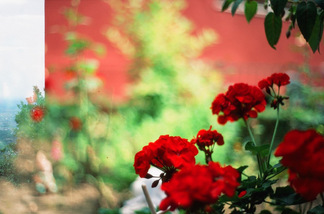 Grandma's garden, velvia 50