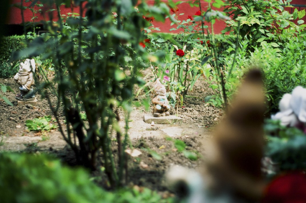 Grandma's garden, velvia 50