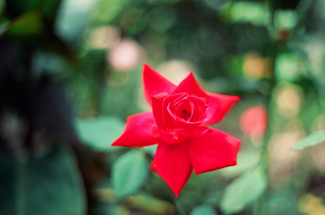 Grandma's garden, velvia 50