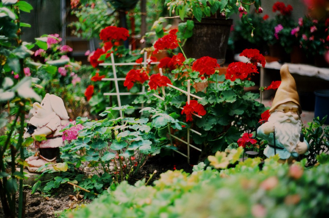 Grandma's garden, velvia 50