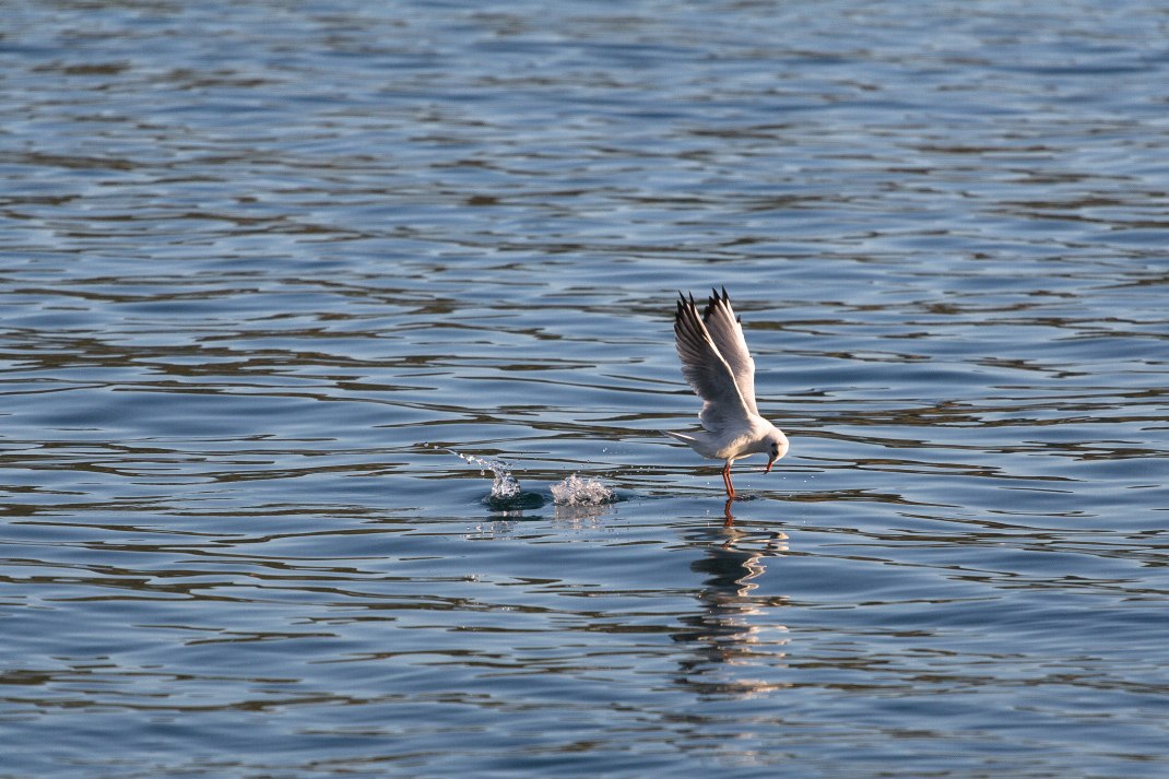 seagull water pirovac