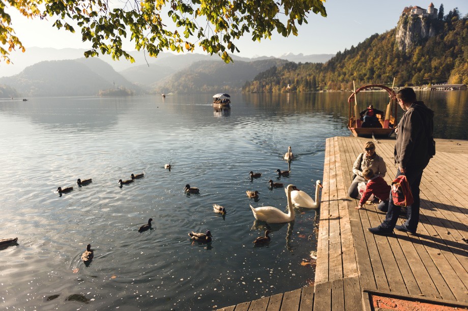Lake Bled swans ducks