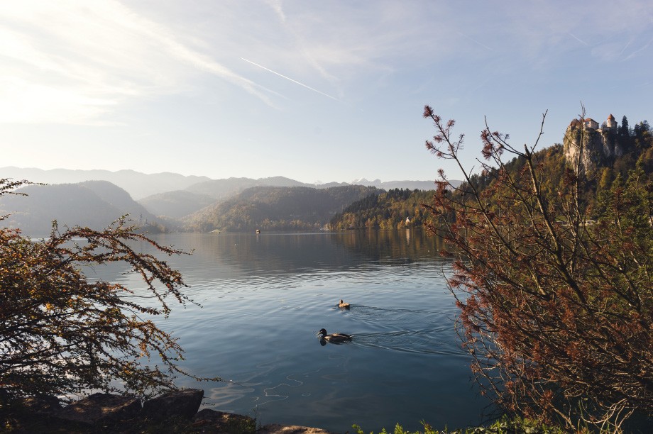 Lake Bled ducks