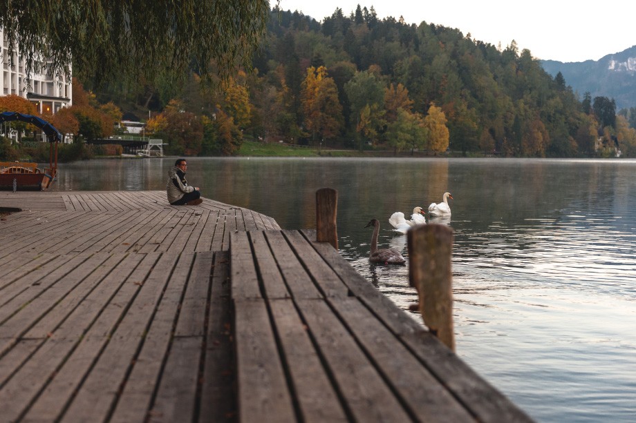 Lake Bled swan